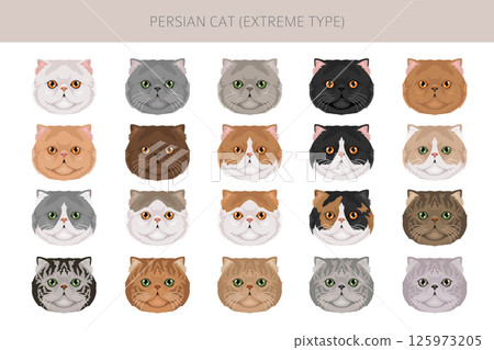 Persian Cat longhaired clipart. Extreme type persian cat. All coat colors set.  All cat breeds characteristics infographic 125973205