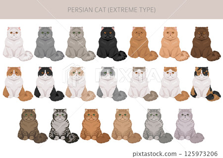 Persian Cat longhaired clipart. Extreme type persian cat. All coat colors set. All cat breeds characteristics infographic Persian Cat longhaired clipart. Extreme type persian cat. All coat colors set. All cat breeds characteristics infographic 125973206