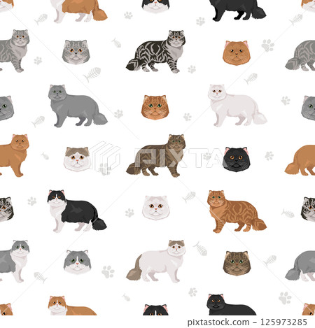 Persian Cat longhaired clipart. Modern type persian cat. All coat colors set. All cat breeds characteristics infographic Persian Cat longhaired clipart. Modern type persian cat. All coat colors set. All cat breeds characteristics infographic 125973285