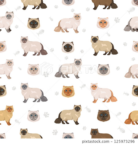 Himalayan Persian Cat longhaired clipart. Modern type persian cat. All coat colors set. All cat breeds characteristics infographic. Vector illustration Himalayan Persian Cat longhaired clipart. Modern type persian cat. All coat colors set. All cat breeds characteristics infographic. Vector illustration 125973296