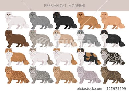 Persian Cat longhaired clipart. Modern type persian cat. All coat colors set.  All cat breeds characteristics infographic 125973299