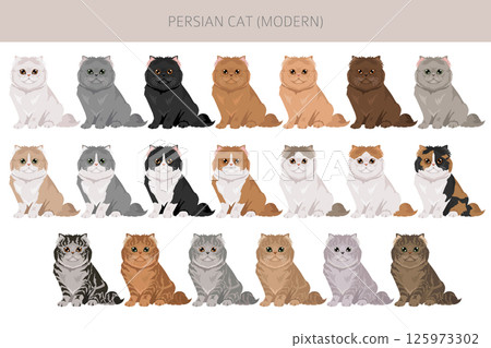 Persian Cat longhaired clipart. Modern type persian cat. All coat colors set.  All cat breeds characteristics infographic 125973302