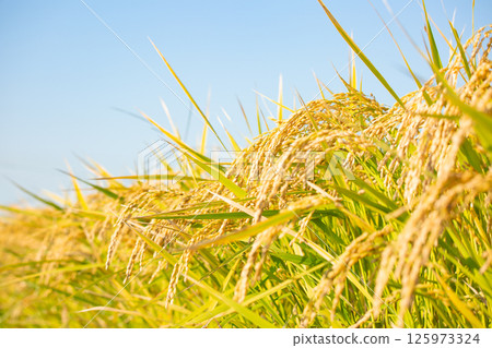 Rice field 125973324