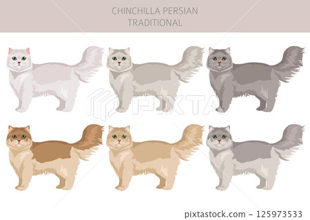 Chinchilla Persian Cat longhaired clipart. Traditional classic type persian cat. All coat colors set.  All cat breeds characteristics infographic 125973533