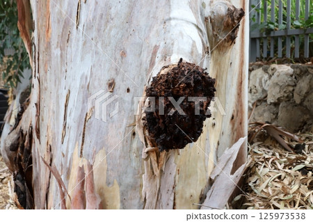 The birch mushroom is called chaga and grows on the trunk of a tree. The birch mushroom is called chaga and grows on the trunk of a tree. 125973538