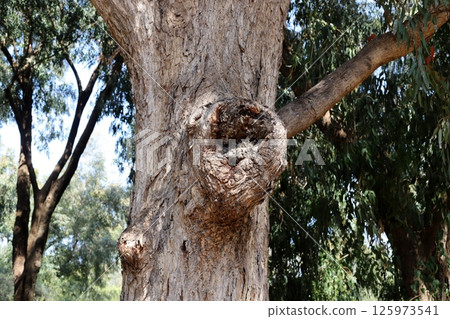 The birch mushroom is called chaga and grows on the trunk of a tree. 125973541