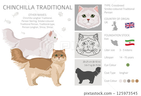 Chinchilla Persian Cat longhaired clipart. Traditional classic type persian cat. All coat colors set.  All cat breeds characteristics infographic 125973545
