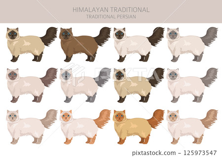 Himalayan Persian Cat longhaired clipart. Traditional classic type persian cat. All coat colors set.  All cat breeds characteristics infographic 125973547