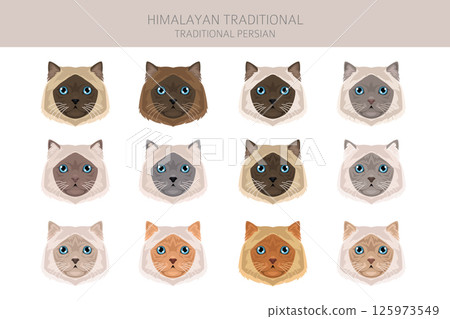 Himalayan Persian Cat longhaired clipart. Traditional classic type persian cat. All coat colors set.  All cat breeds characteristics infographic 125973549