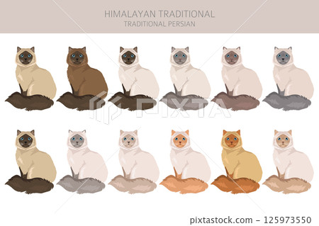 Himalayan Persian Cat longhaired clipart. Traditional classic type persian cat. All coat colors set. All cat breeds characteristics infographic Himalayan Persian Cat longhaired clipart. Traditional classic type persian cat. All coat colors set. All cat breeds characteristics infographic 125973550