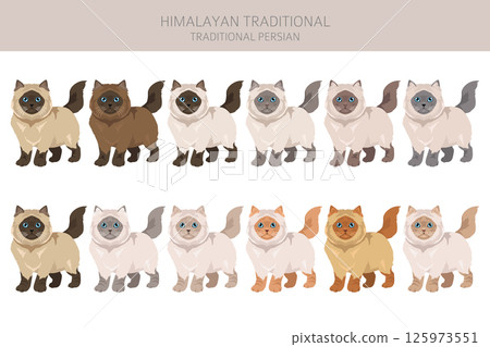 Himalayan Persian Cat longhaired clipart. Traditional classic type persian cat. All coat colors set.  All cat breeds characteristics infographic 125973551