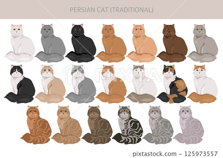 Persian Cat longhaired clipart. Traditional classic type persian cat. All coat colors set.  All cat breeds characteristics infographic 125973557
