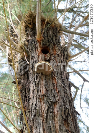 The birch mushroom is called chaga and grows on the trunk of a tree. 125973580
