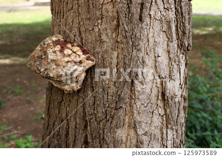 The birch mushroom is called chaga and grows on the trunk of a tree. The birch mushroom is called chaga and grows on the trunk of a tree. 125973589
