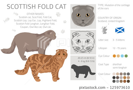 Scottish Fold Cat clipart. All coat colors set. All cat breeds characteristics infographic Scottish Fold Cat clipart. All coat colors set. All cat breeds characteristics infographic 125973610