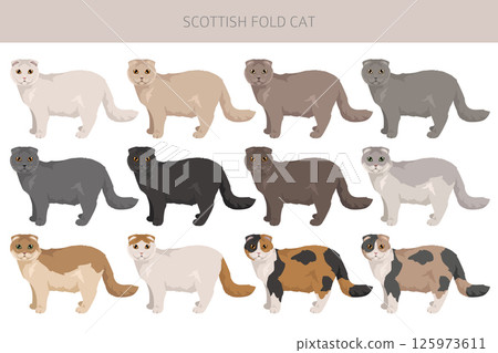 Scottish Fold Cat clipart. All coat colors set.  All cat breeds characteristics infographic 125973611