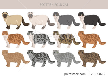 Scottish Fold Cat clipart. All coat colors set. All cat breeds characteristics infographic Scottish Fold Cat clipart. All coat colors set. All cat breeds characteristics infographic 125973612