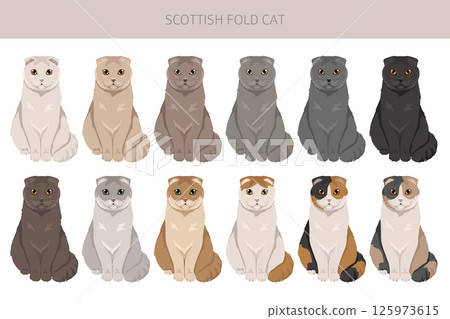 Scottish Fold Cat clipart. All coat colors set.  All cat breeds characteristics infographic 125973615