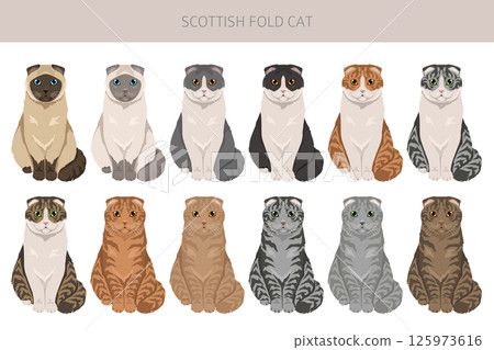 Scottish Fold Cat clipart. All coat colors set. All cat breeds characteristics infographic Scottish Fold Cat clipart. All coat colors set. All cat breeds characteristics infographic 125973616
