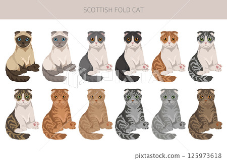 Scottish Fold Cat clipart. All coat colors set.  All cat breeds characteristics infographic 125973618