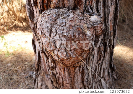 The birch mushroom is called chaga and grows on the trunk of a tree. 125973622