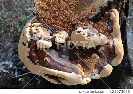 The birch mushroom is called chaga and grows on the trunk of a tree. The birch mushroom is called chaga and grows on the trunk of a tree. 125973626