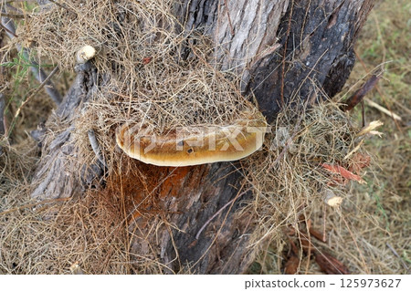 The birch mushroom is called chaga and grows on the trunk of a tree. The birch mushroom is called chaga and grows on the trunk of a tree. 125973627