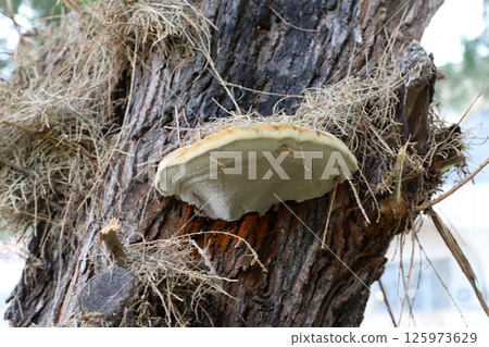 The birch mushroom is called chaga and grows on the trunk of a tree. The birch mushroom is called chaga and grows on the trunk of a tree. 125973629
