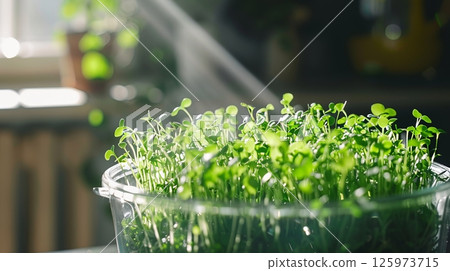 Sunlight illuminates a glass container filled with vibrant, freshly sprouted microgreens, showcasing their delicate green leaves in a home setting Sunlight illuminates a glass container filled with vibrant, freshly sprouted microgreens, showcasing their delicate green leaves in a home setting 125973715