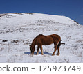 Horses of Aso Kusatsuri 125973749