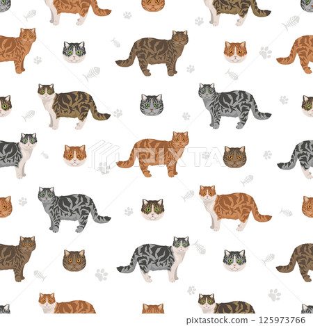 Scottish Straight Cat clipart. All coat colors set. All cat breeds characteristics infographic Scottish Straight Cat clipart. All coat colors set. All cat breeds characteristics infographic 125973766