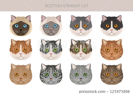 Scottish Straight Cat clipart. All coat colors set. All cat breeds characteristics infographic Scottish Straight Cat clipart. All coat colors set. All cat breeds characteristics infographic 125973806