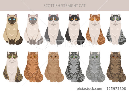 Scottish Straight Cat clipart. All coat colors set.  All cat breeds characteristics infographic 125973808