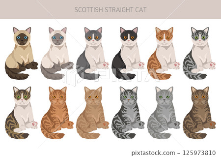 Scottish Straight Cat clipart. All coat colors set.  All cat breeds characteristics infographic 125973810