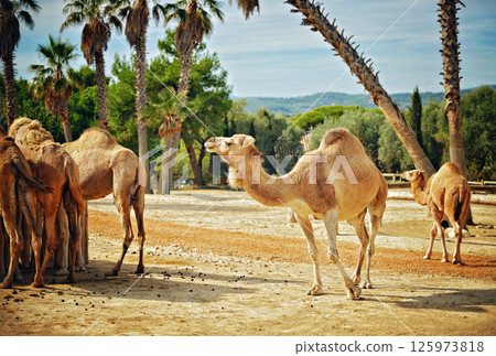 Camels at Safari Zoo in France 125973818