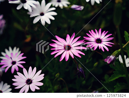 Beautiful white and pink daisies flowers in the garden. Beautiful natural background. 125973824