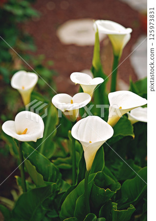Glorious white Giant Calla Lily flowers in the garden. Beautiful natural background. 125973831