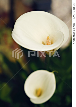 Beautiful white Giant Calla Lily flowers in the garden. Perfect natural background. 125973838