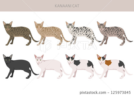 Kanaani Cat clipart. All coat colors set. All cat breeds characteristics infographic Kanaani Cat clipart. All coat colors set. All cat breeds characteristics infographic 125973845