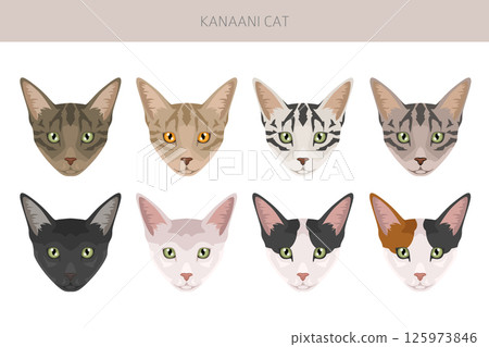 Kanaani Cat clipart. All coat colors set. All cat breeds characteristics infographic Kanaani Cat clipart. All coat colors set. All cat breeds characteristics infographic 125973846