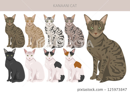 Kanaani Cat clipart. All coat colors set. All cat breeds characteristics infographic Kanaani Cat clipart. All coat colors set. All cat breeds characteristics infographic 125973847