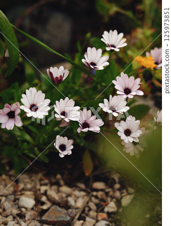 Beautiful white daisies flowers in the garden. Beautiful natural background. Beautiful white daisies flowers in the garden. Beautiful natural background. 125973851