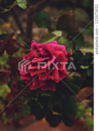 Beautiful roses blooming in spring garden. Beautiful roses blooming in spring garden. 125973852