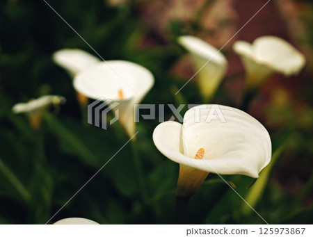 Beautiful white Giant Calla Lily flowers in the garden. Perfect natural background. Beautiful white Giant Calla Lily flowers in the garden. Perfect natural background. 125973867