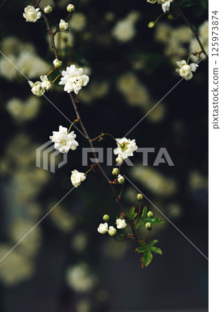 small white roses beautiful spring texture in the garden small white roses beautiful spring texture in the garden 125973874