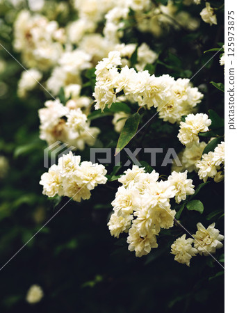 small white roses beautiful spring texture in the garden small white roses beautiful spring texture in the garden 125973875