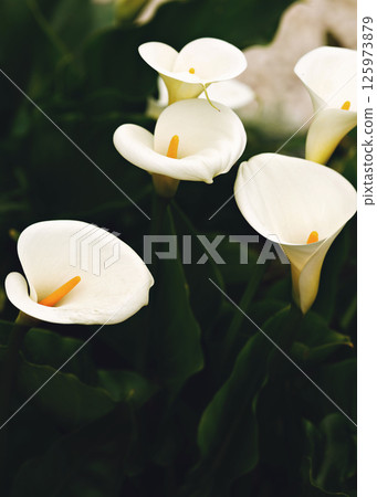 Glorious white Giant Calla Lily flowers in the garden. Beautiful natural background. 125973879