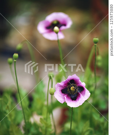 Closeup Purple Poppy Flower In Bloom In Spring, 125973880