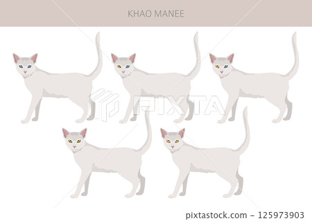 Khao Manee Cat clipart. All coat colors set.  All cat breeds characteristics infographic 125973903