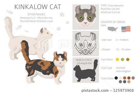 Kinkalow Cat clipart. All coat colors set.  All cat breeds characteristics infographic 125973908